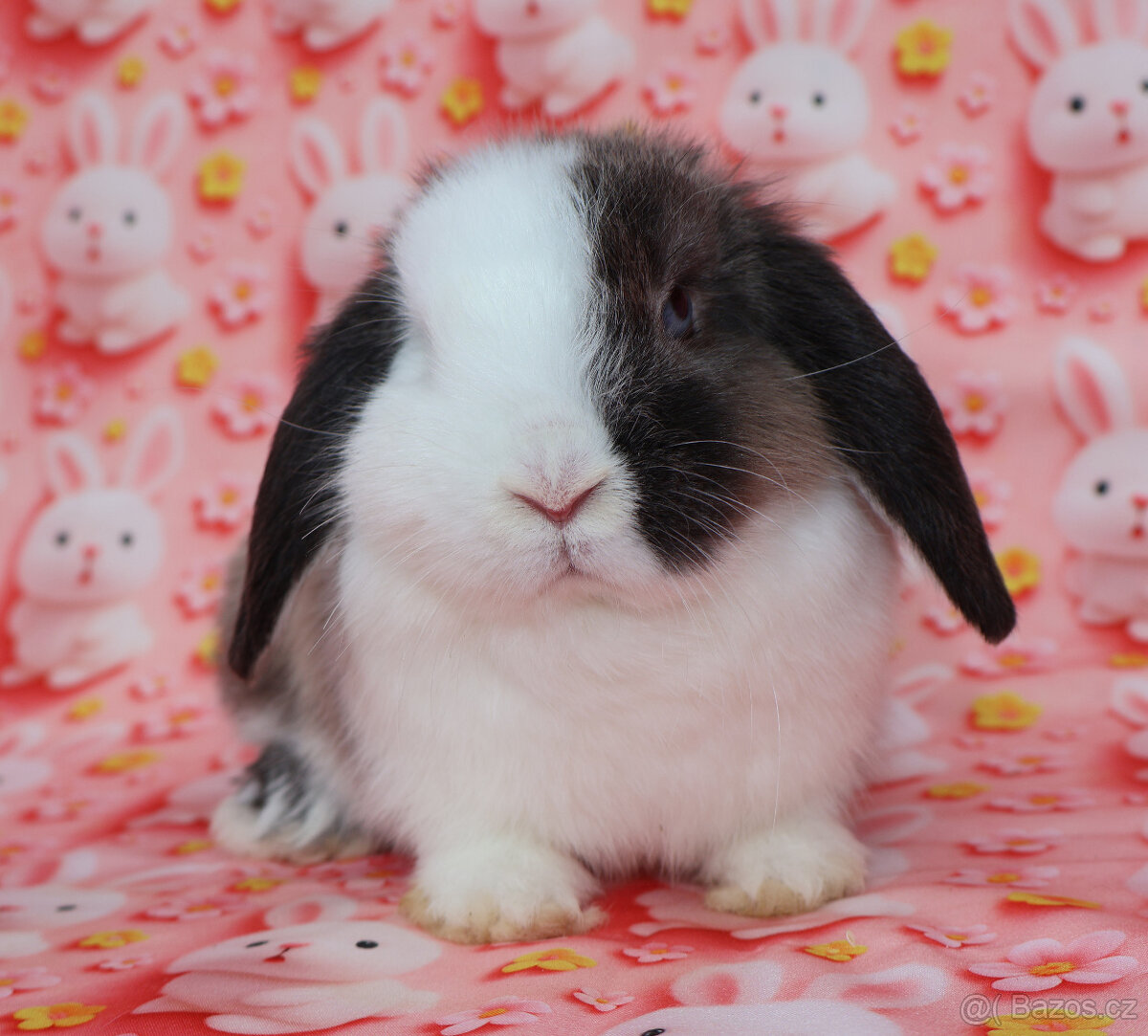 Zakrslý beránek modrooká samička s VP . - 2