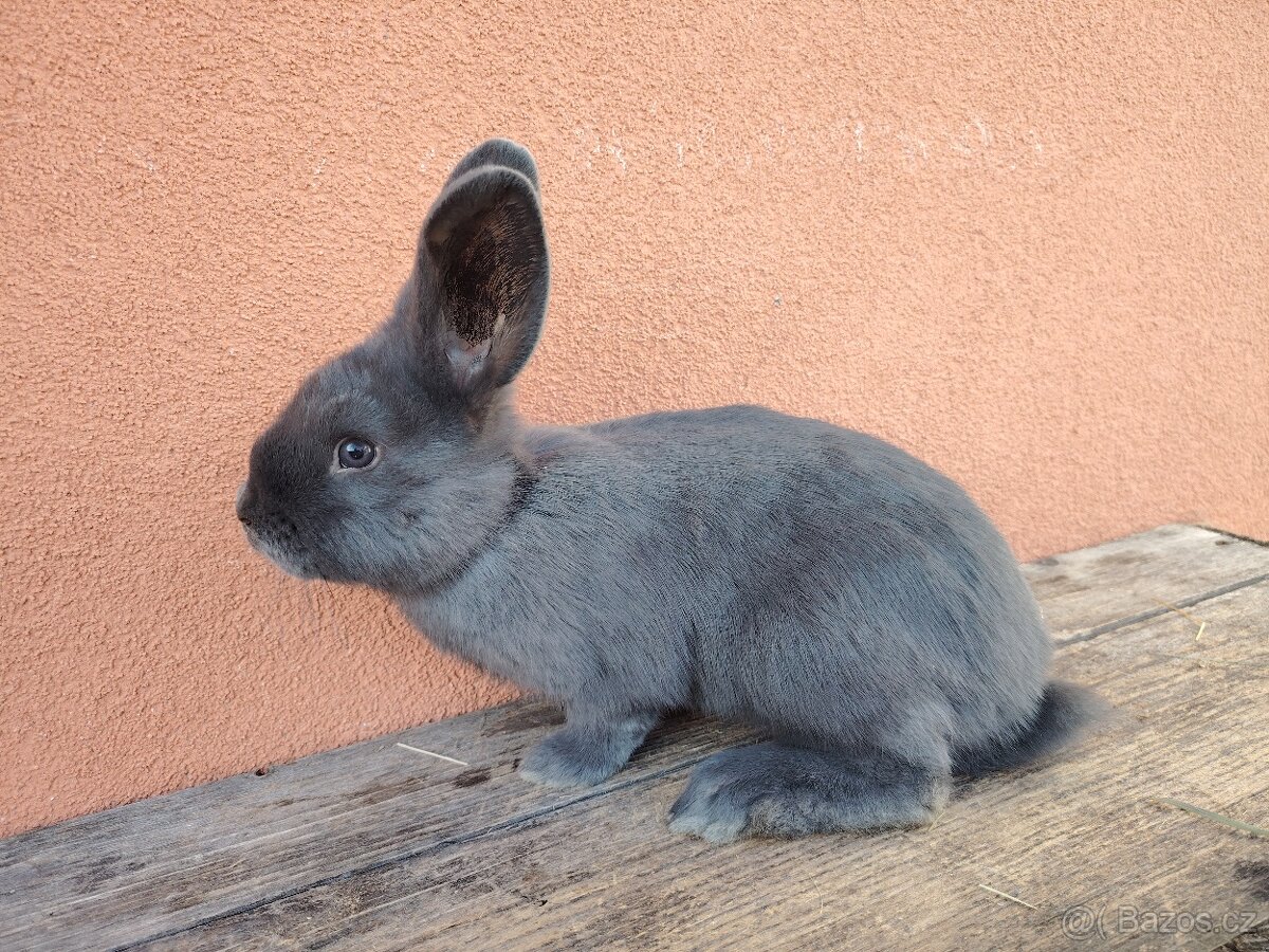 Vídeňský modrý - 2