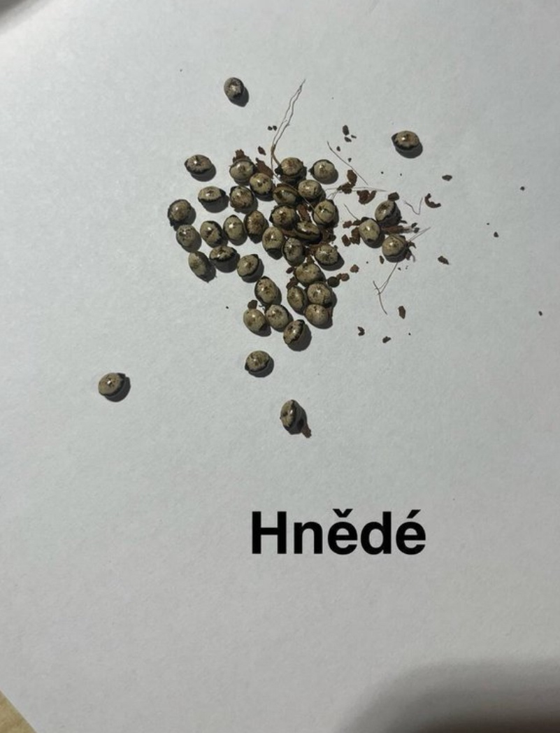 Vajíčka strašilek australských - 2