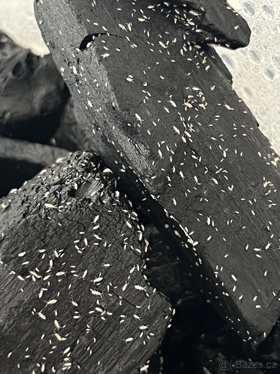 Chvostoskoci (Springtails) - 2