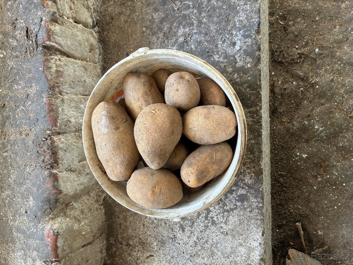 Prodám brambory - 2