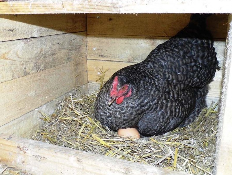 Nasadova vajicka kalimero - 2