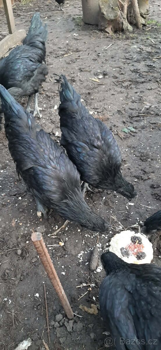 Cemani slepice - 2