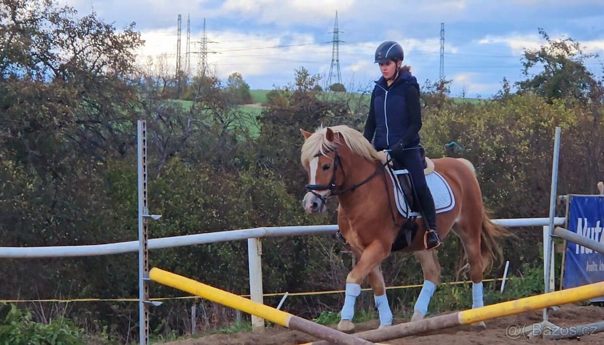 Pony valach Hafling 144cm - 2