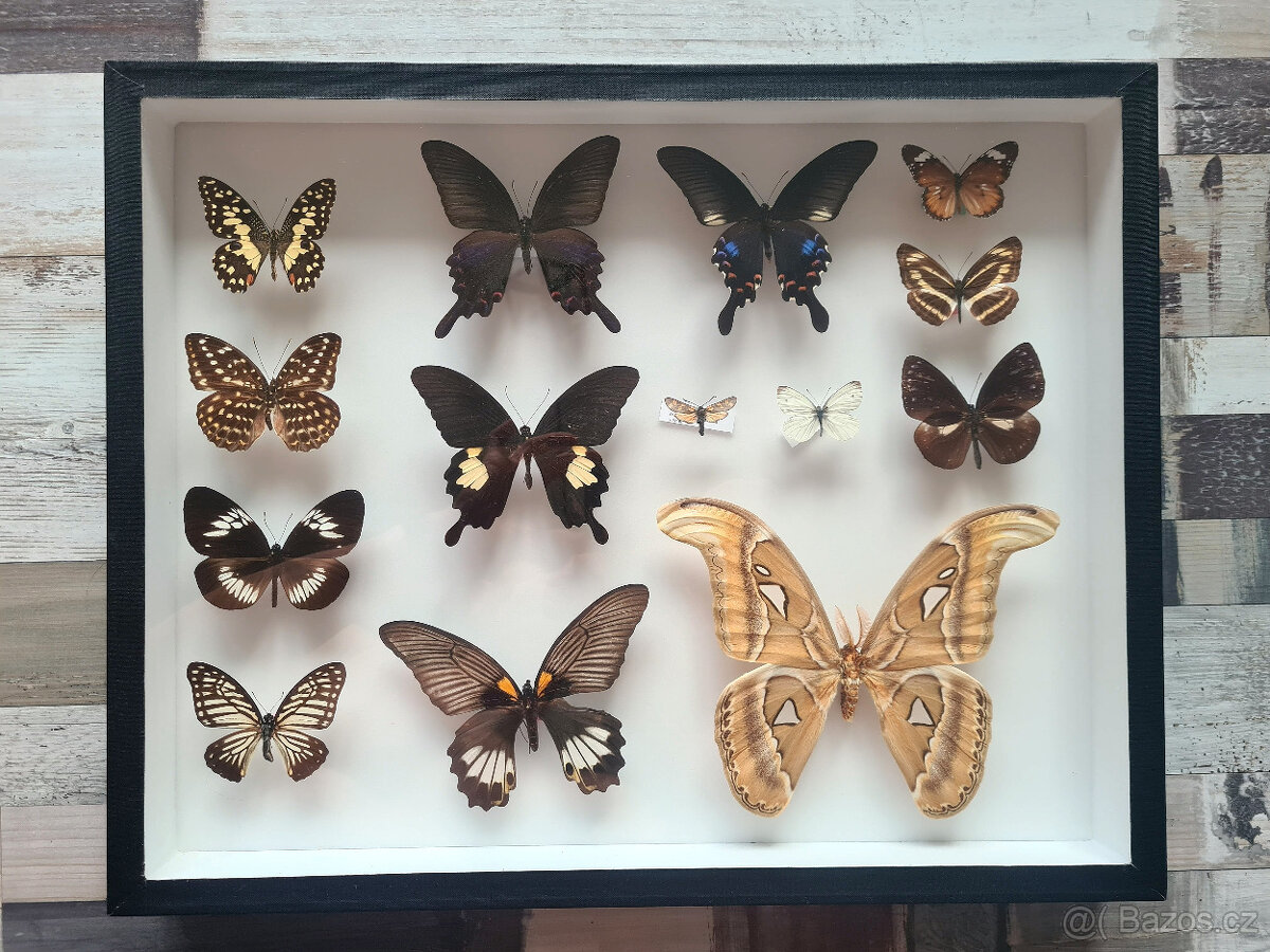 Sbírka motýlů, 2 vitríny - 2