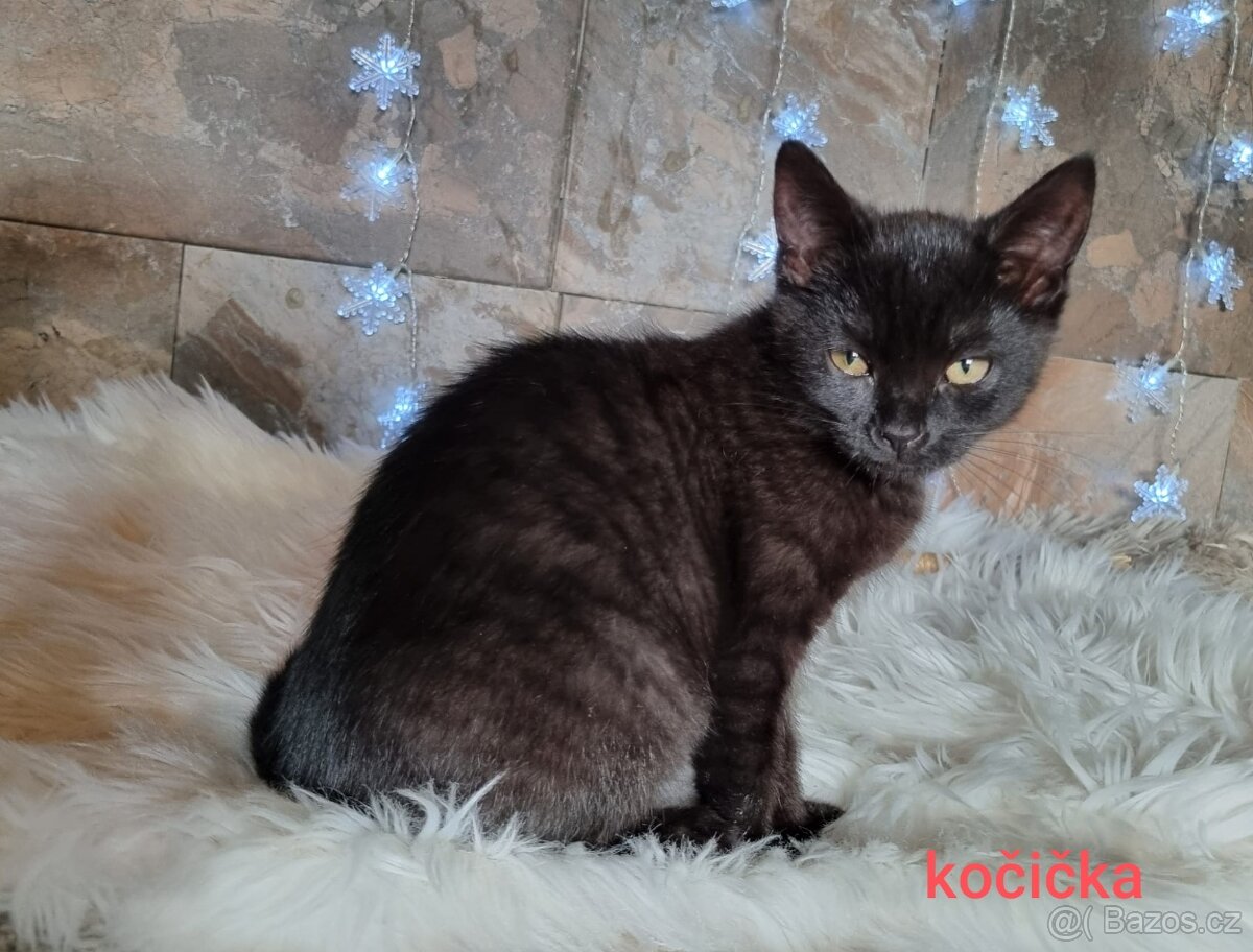 Britská černá krátkosrstá a dlouhosrstá koťata - 2