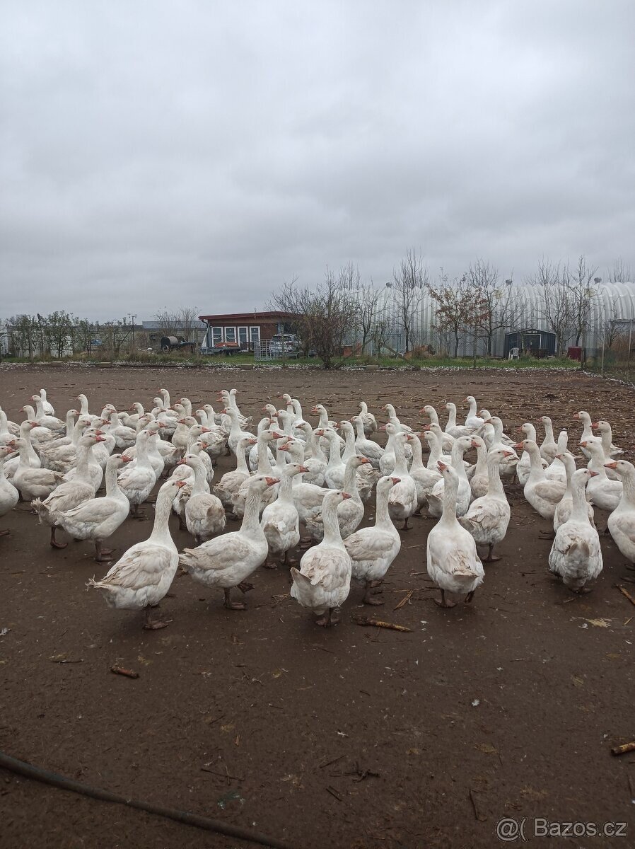 Husy německé nosné - 2