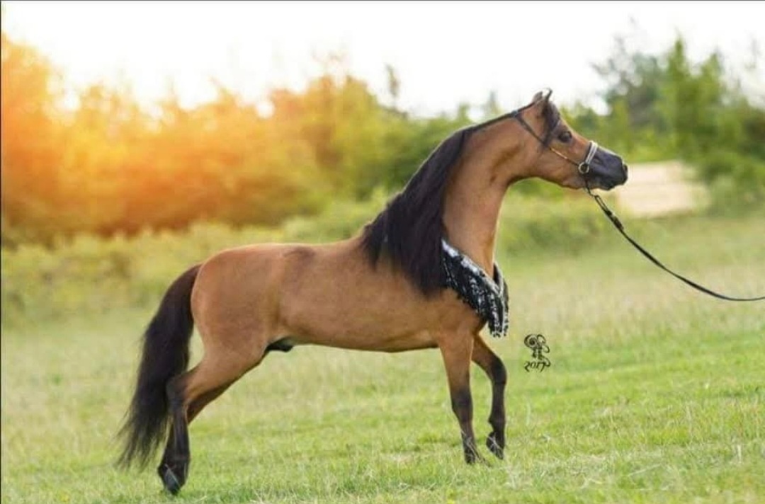 Připouštění hřebcem AMHA - 2