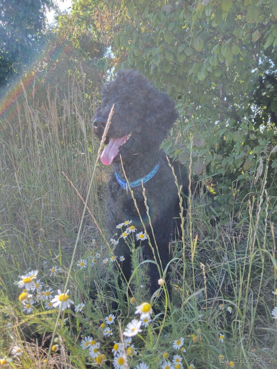 pro křížení psů pro získání potomstva - 2