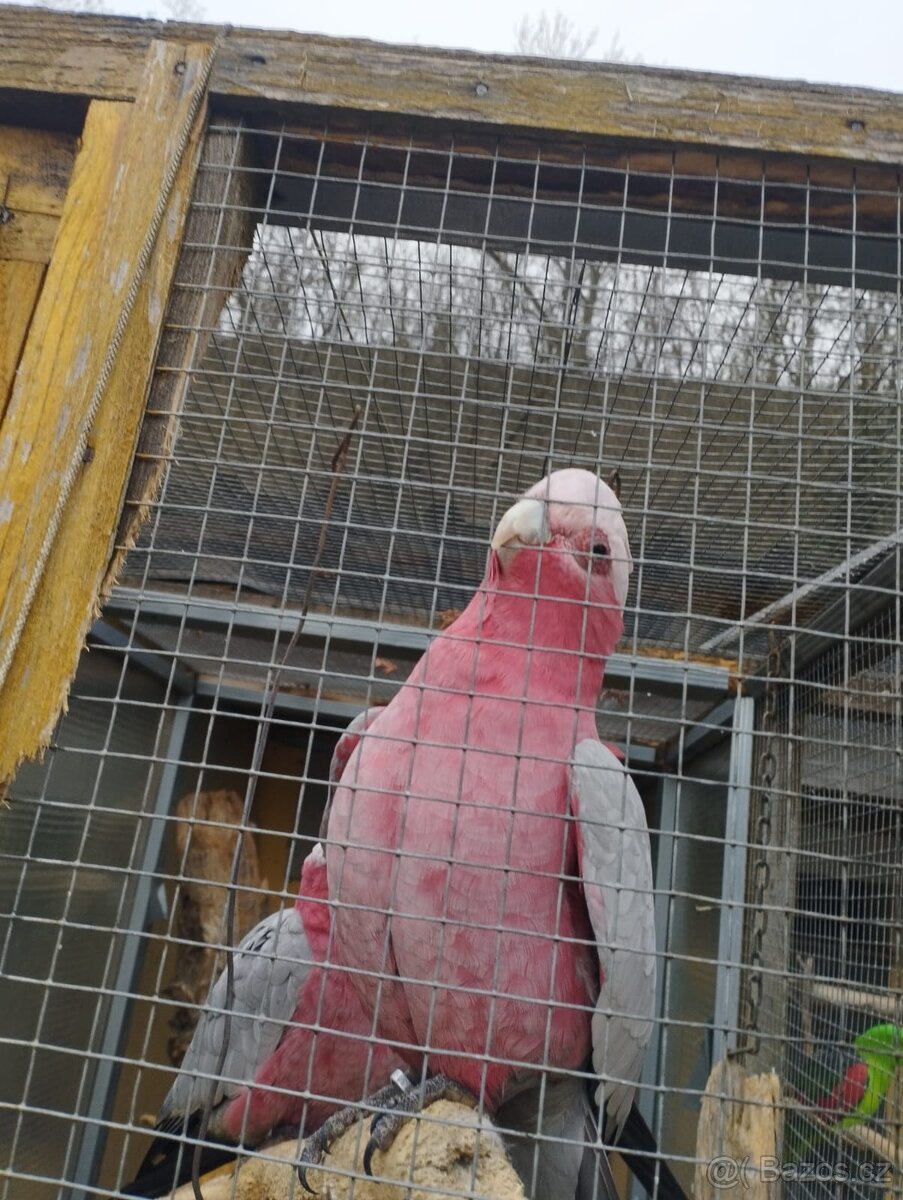 Kakadu růžový - 2