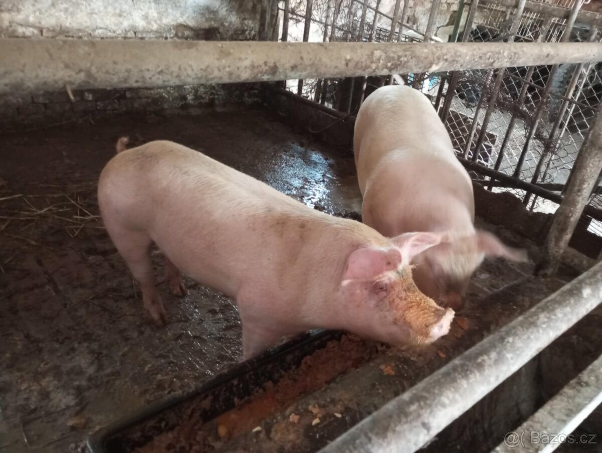 prodám prasátko - 2