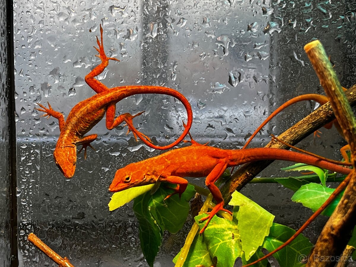 Anolis sagrei RED - 2