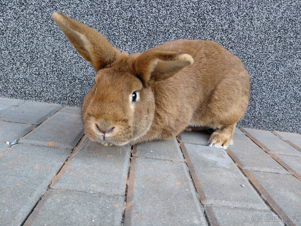 Domací králík - 2