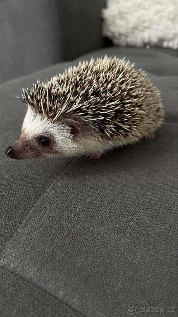 Ježek bělobřichý - 2