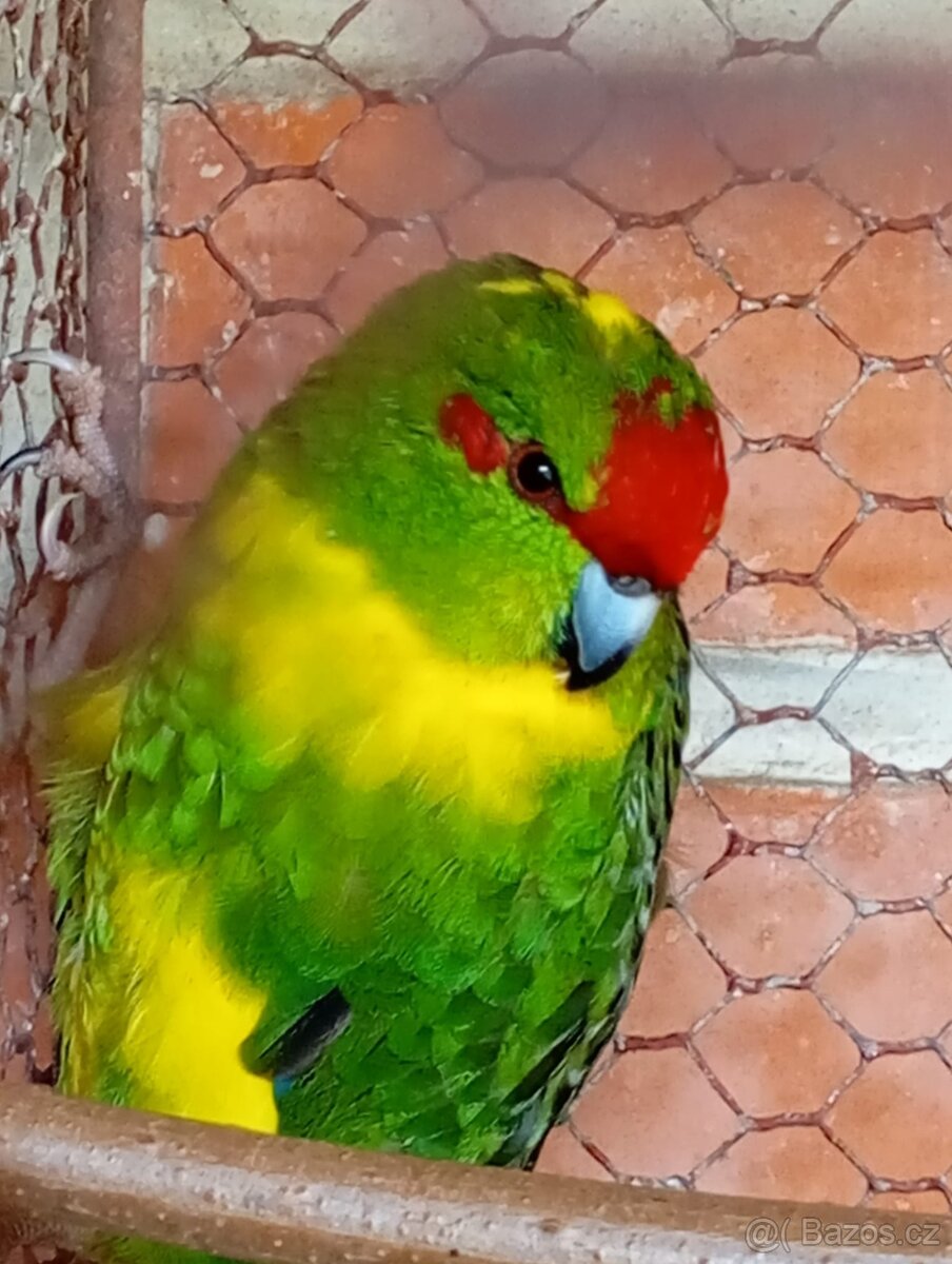 Kakariky rudočelý - 2