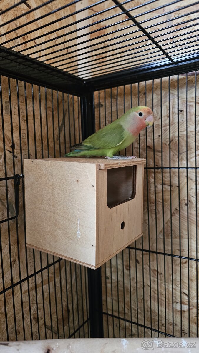 agapornis ruzohrdly pár - 2