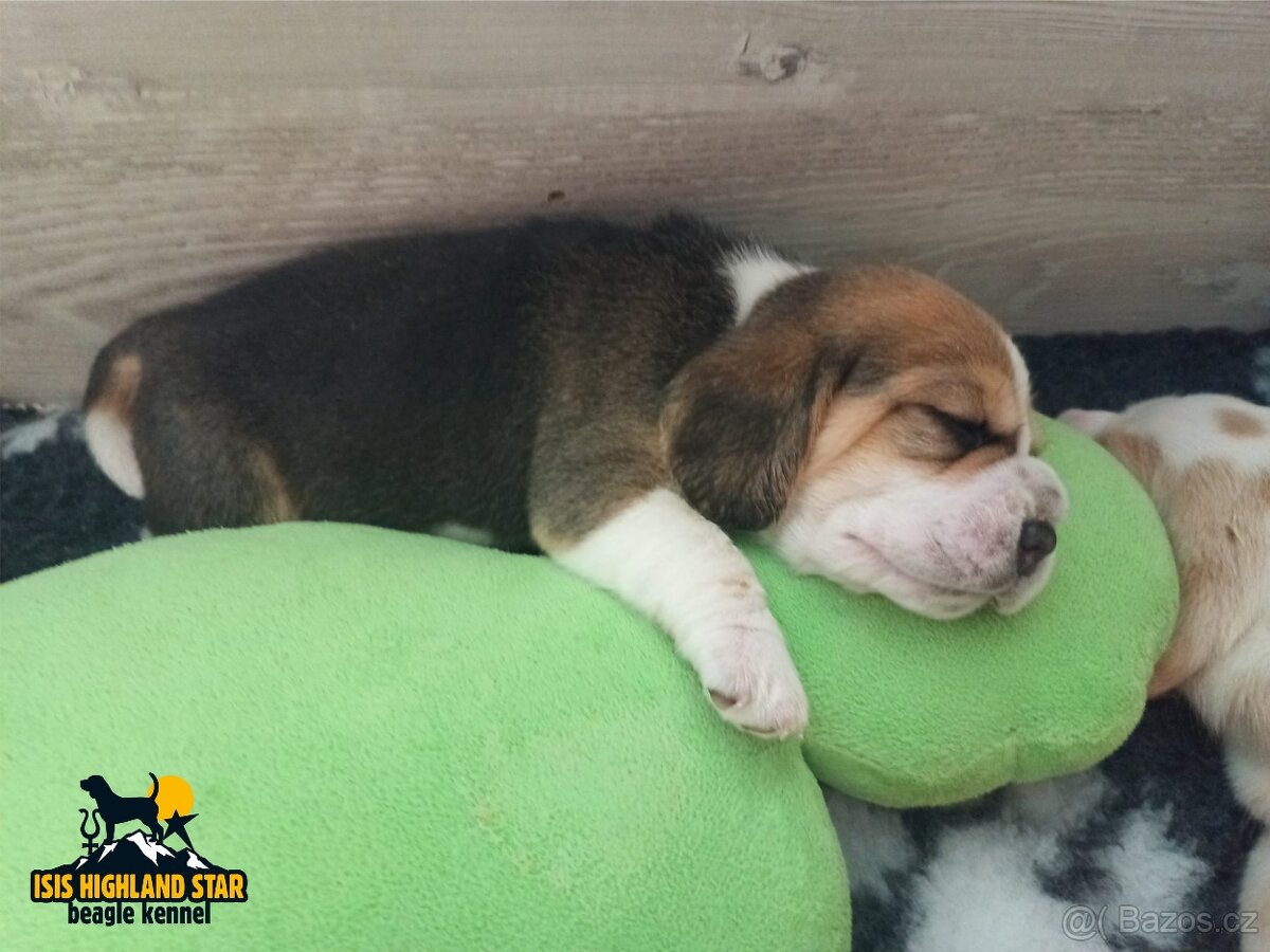 Beagle štěňata 2 holčičky s PP - 2