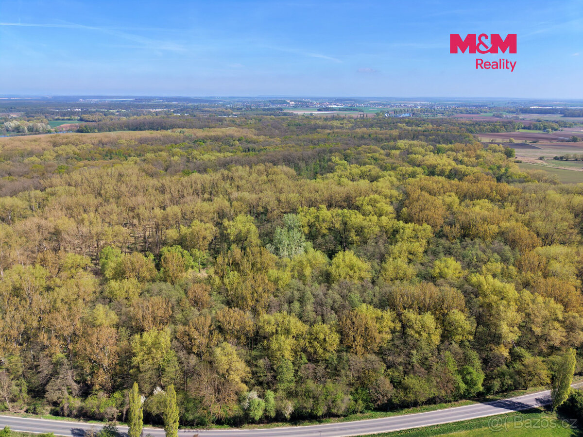 Prodej lesa, 70048 m², Přerov nad Labem - 2
