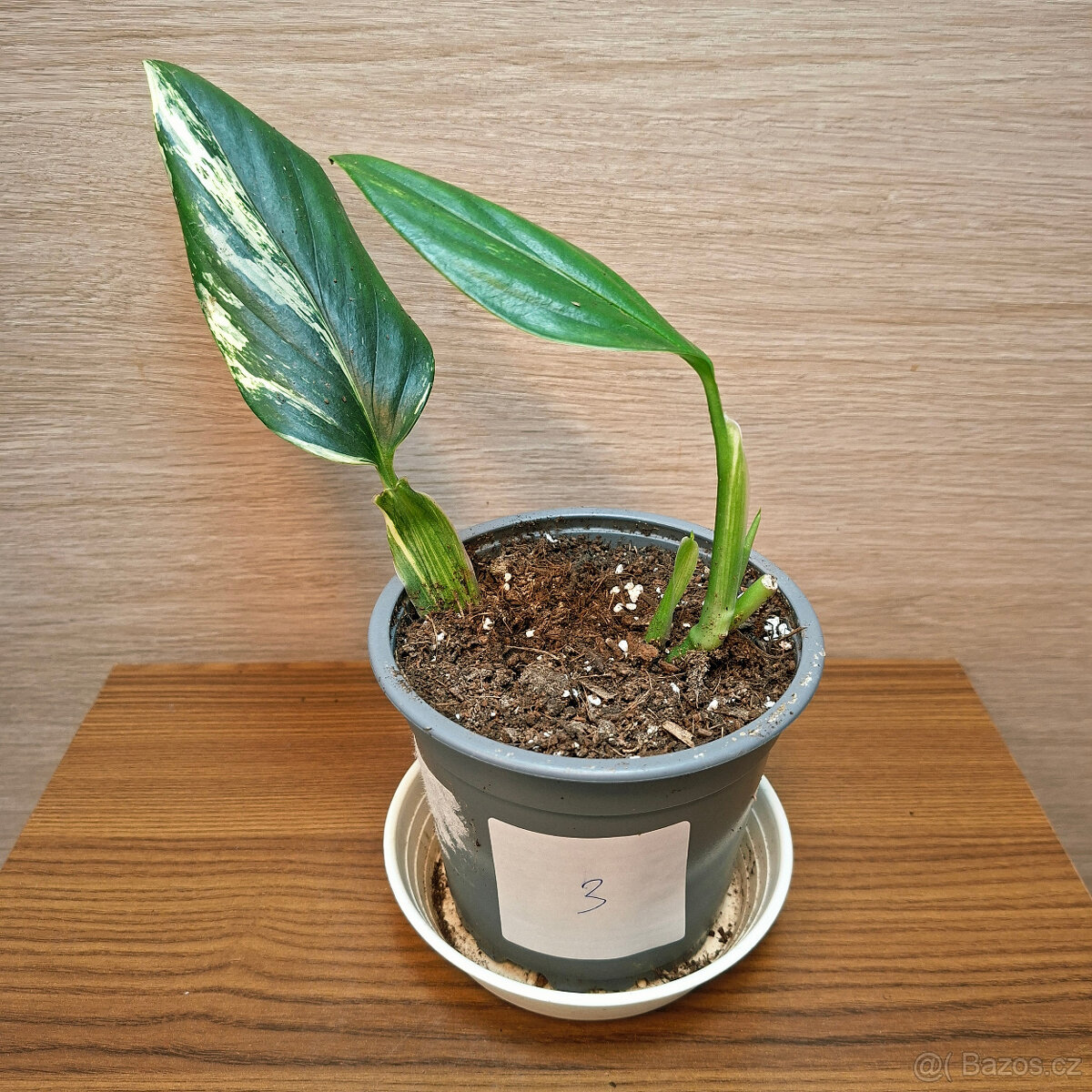Monstera Standleyana Variegata - 2