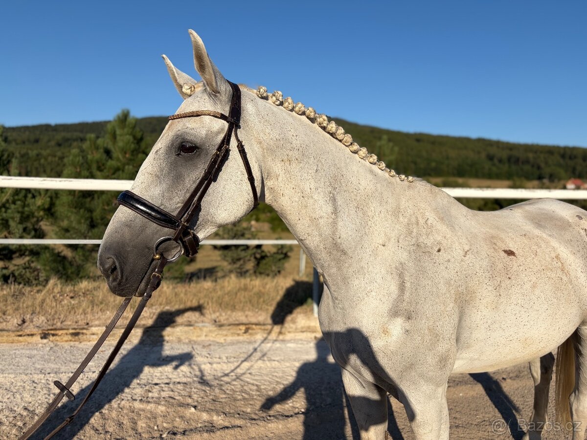 🐴krásný valach pro vhodný pro dítě 🐴 - 2