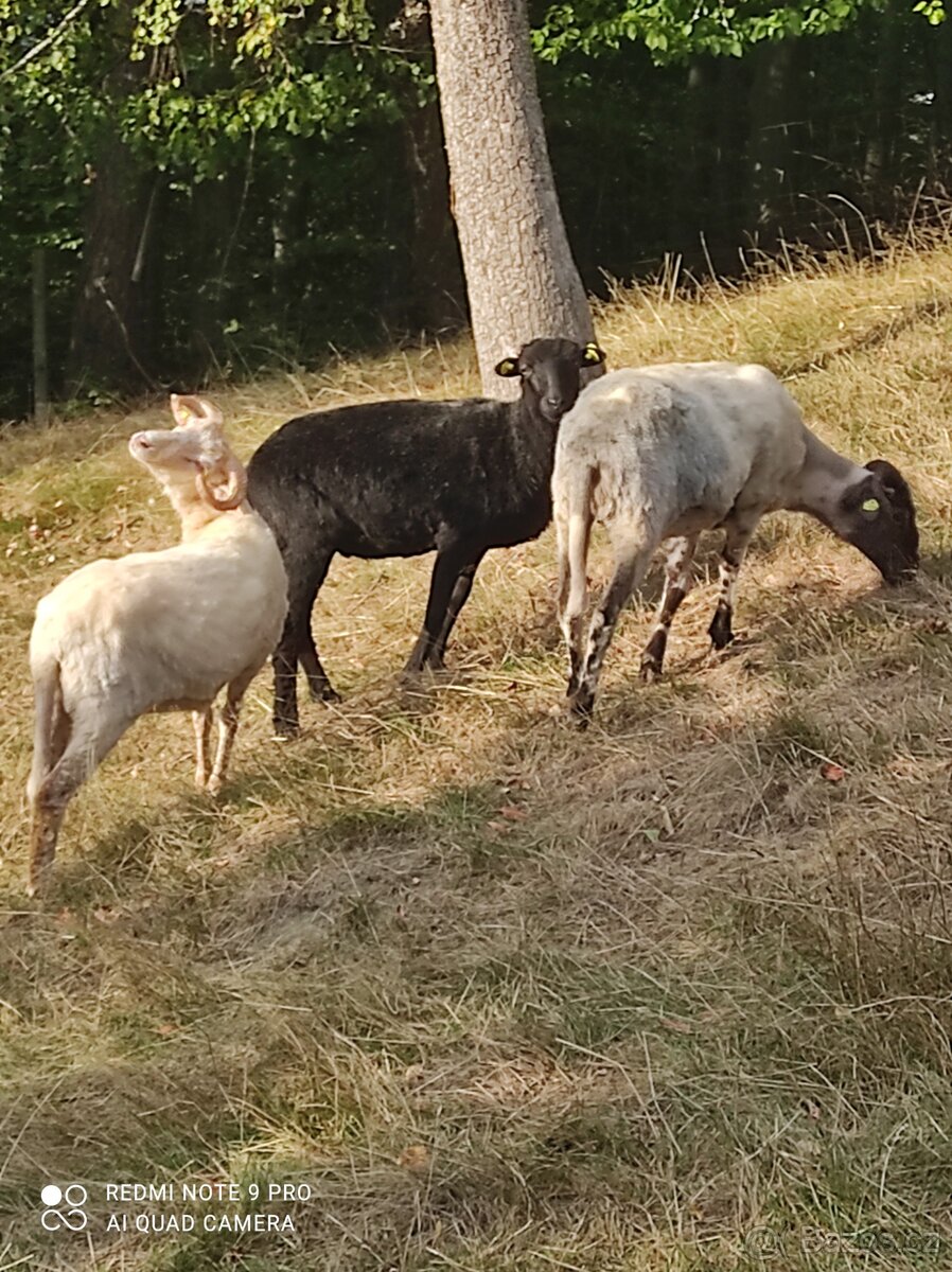Původní valaška - 2