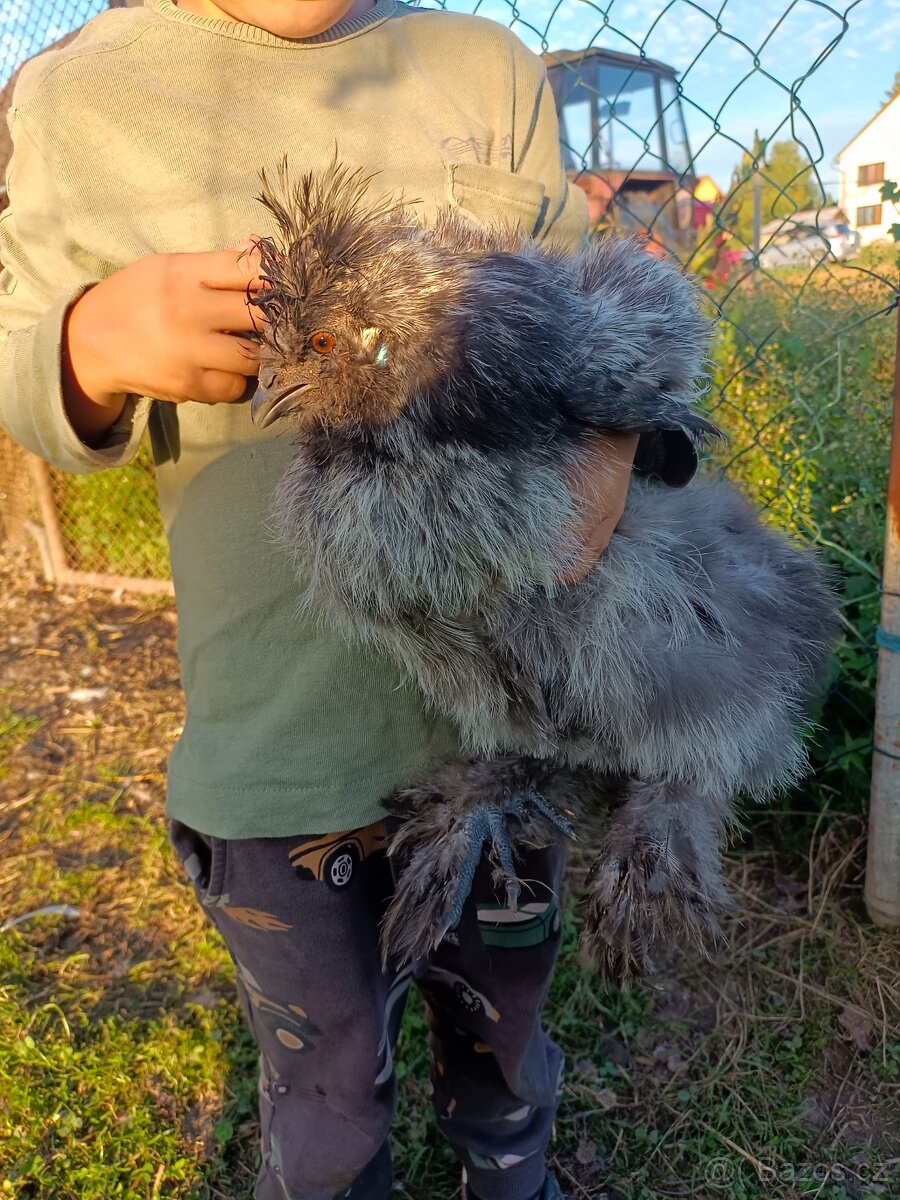 Kohouti Hedvábničky - 2