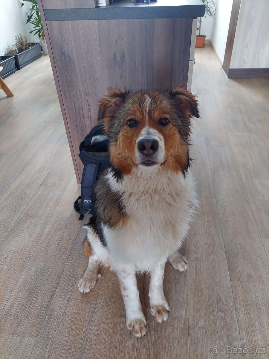 Borderkolie - 2