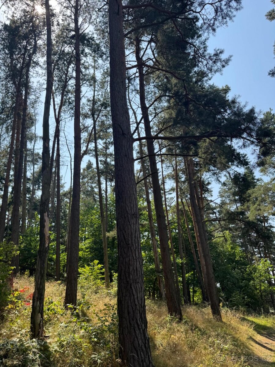 Prodej lesních pozemků v k.ú. Volenice - 2