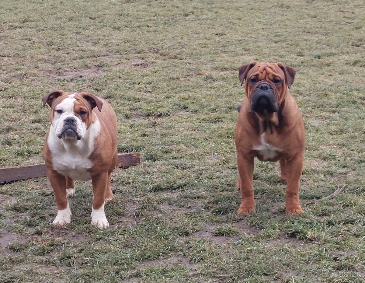 Kontinentální buldok s PP - 2