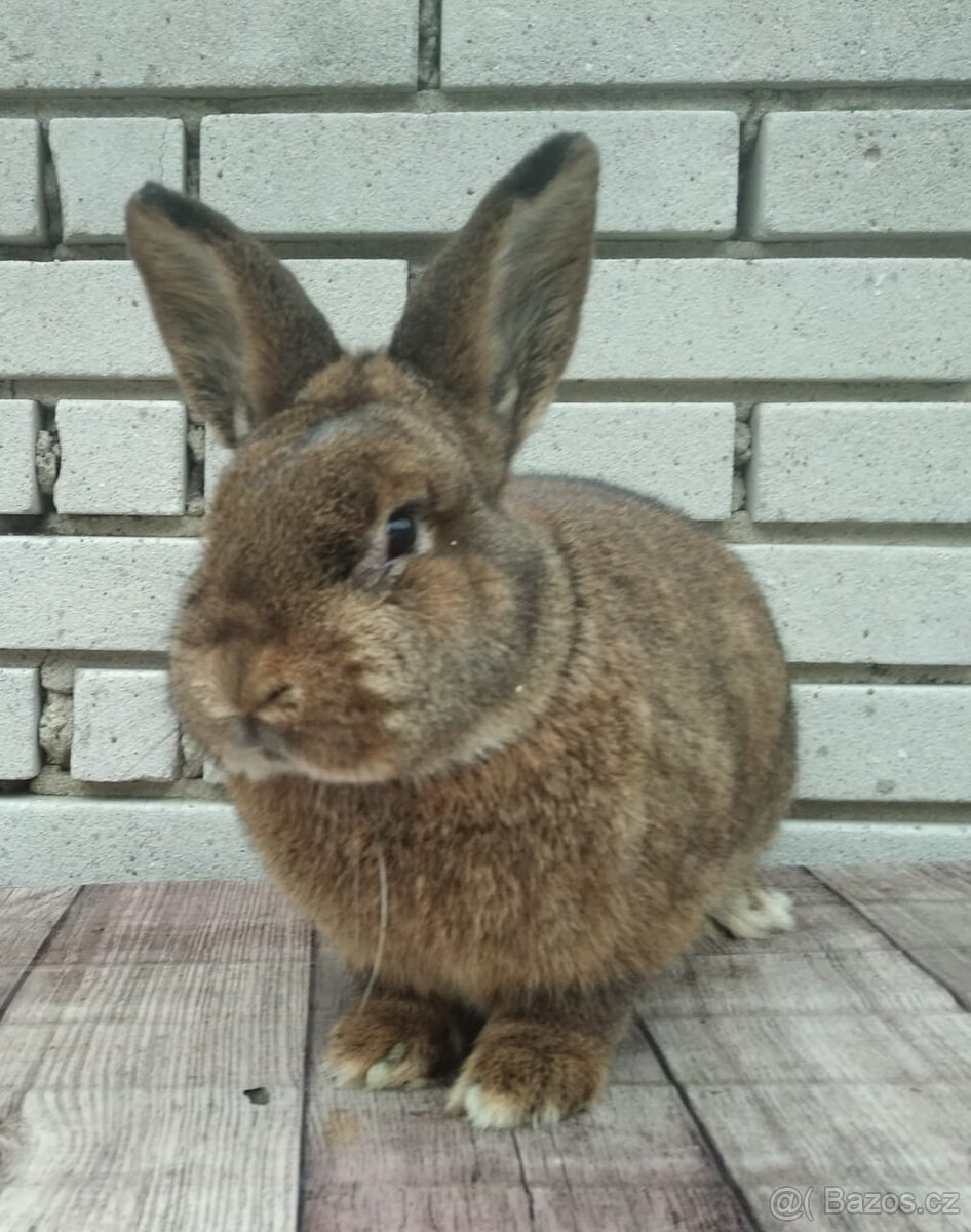 Vídeňský šedý - 2