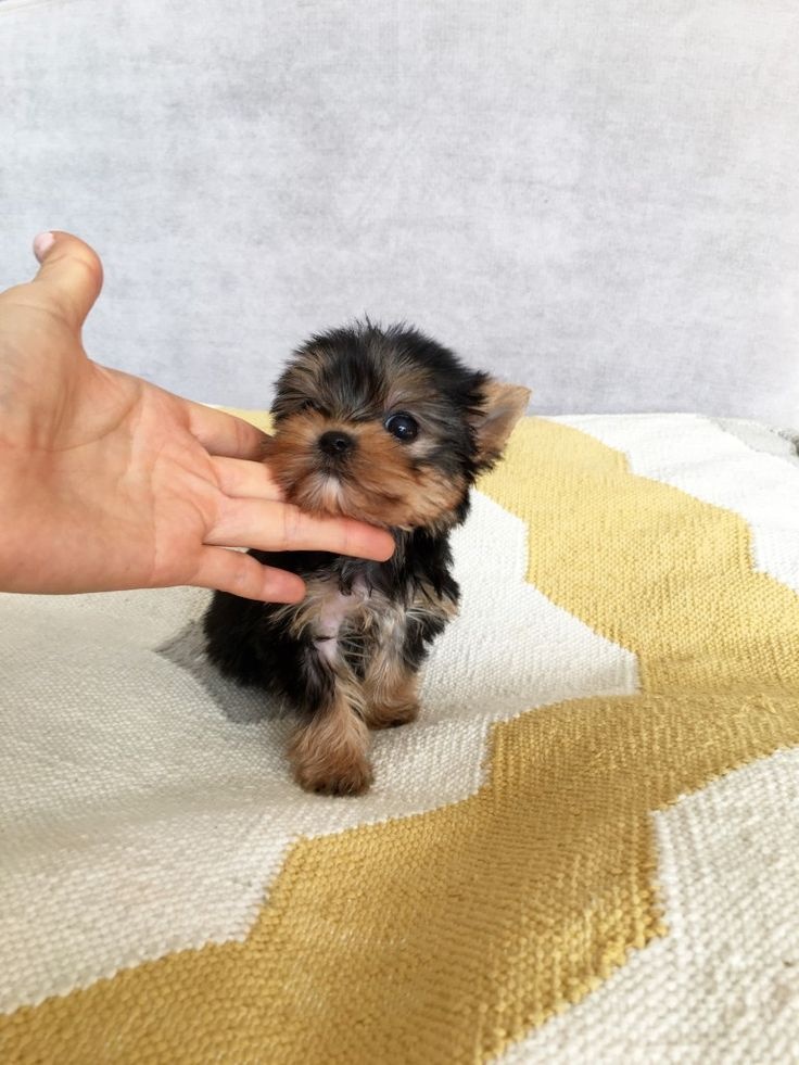 jorkšírský teriér York - 2