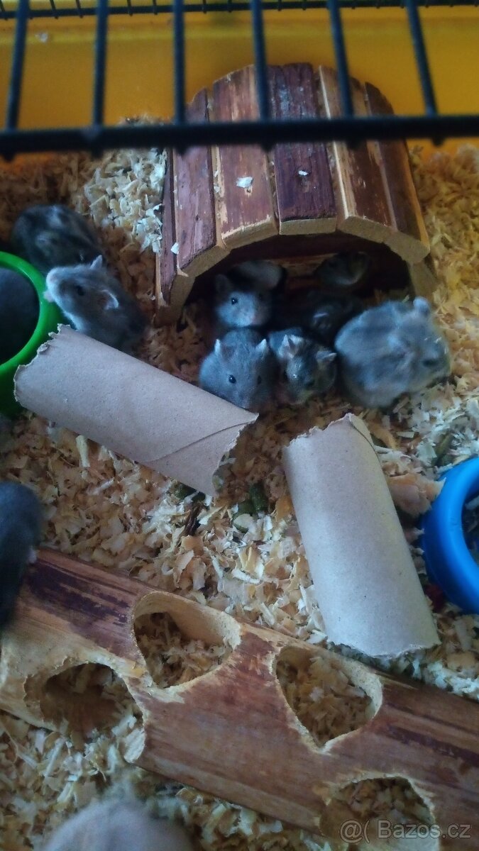 Křeček džungarský - 2