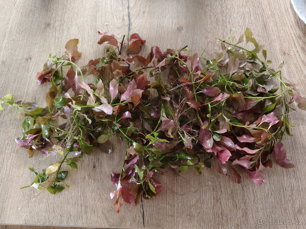 Rostlinky akvarium 200,- - 2