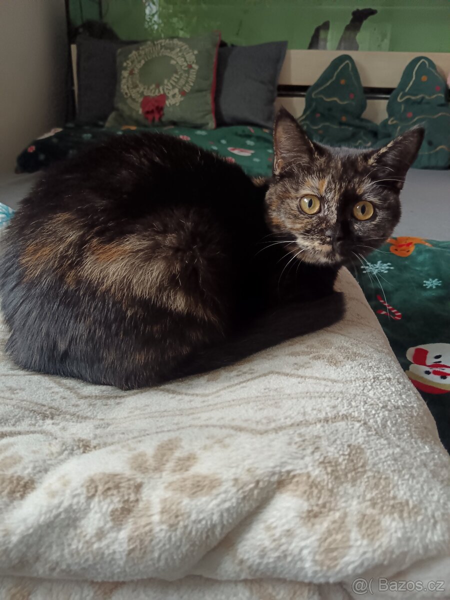 Britské kotě, britská kočka - 2