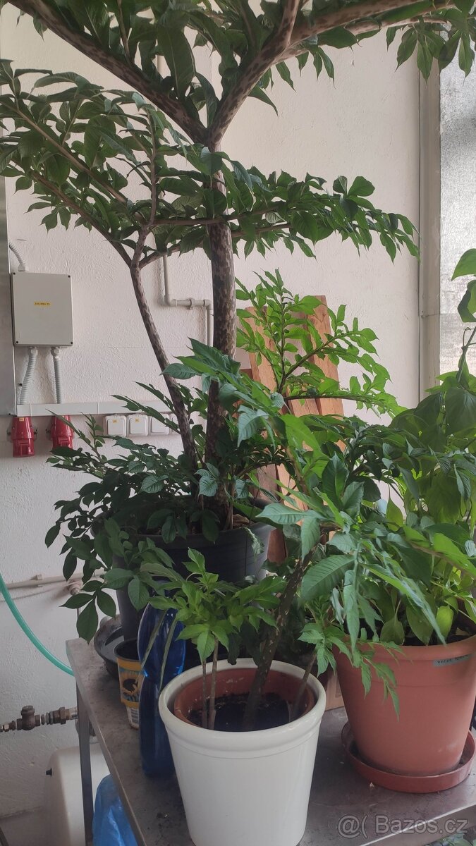 Zmijovec (Amorphophallus) - 2