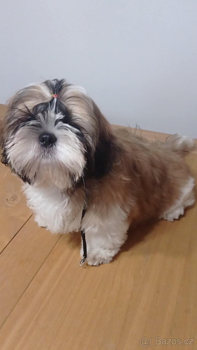 Shih-tzu štěňátka s PP - 2