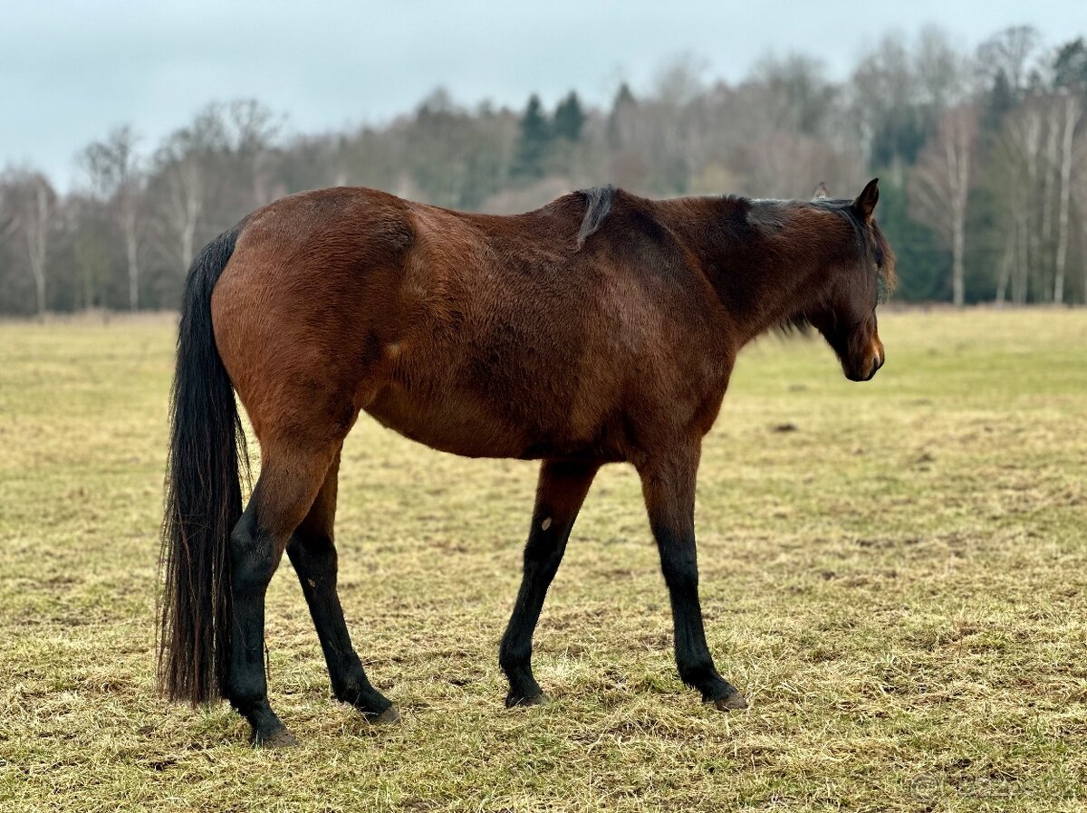 Darujeme problémovou kobylku - 2