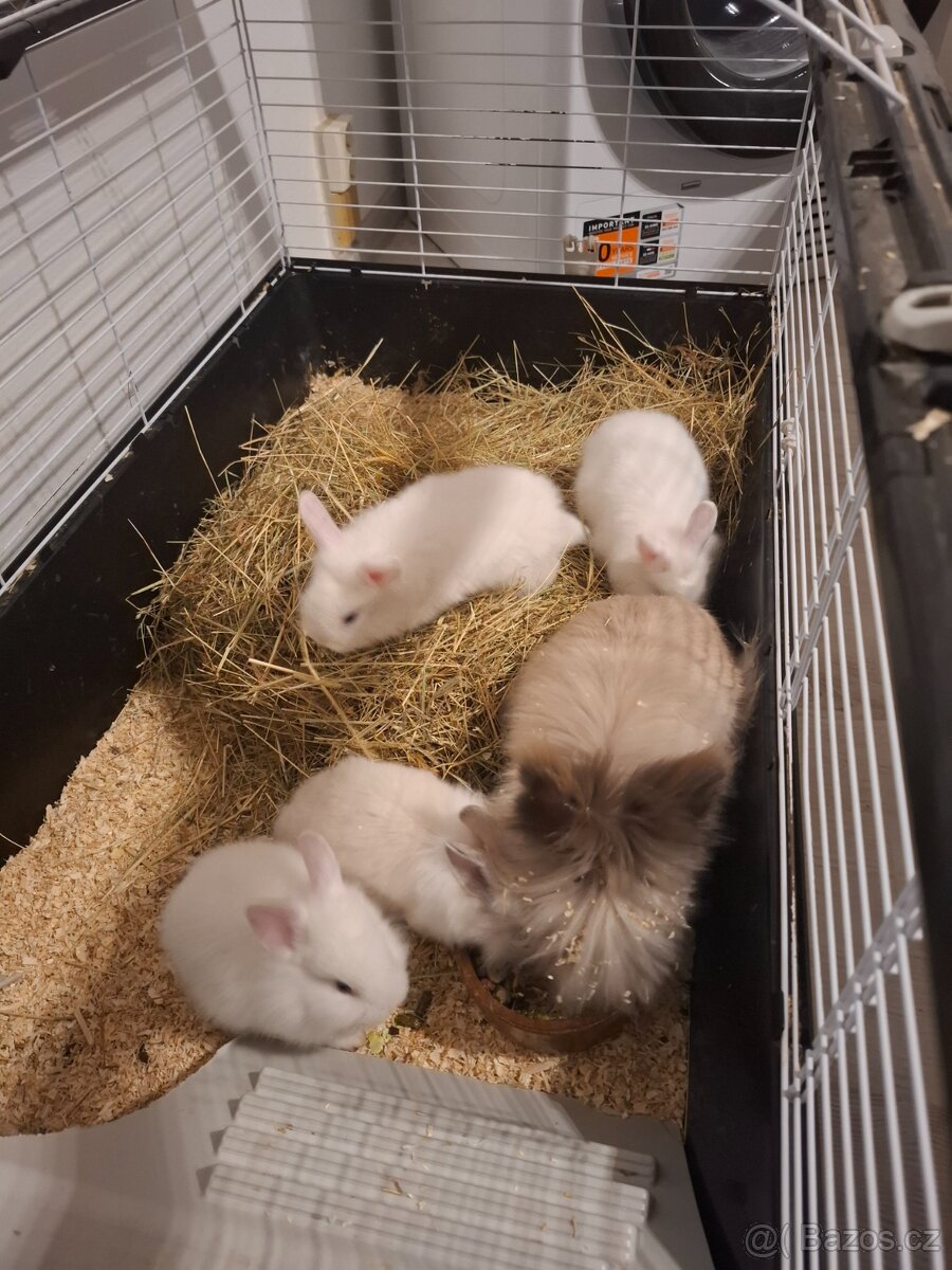 Zakrslý králík - 2