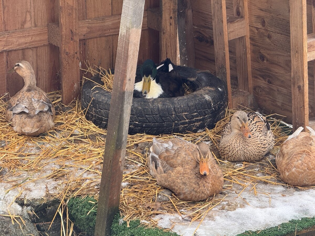 Indický běžec - 2