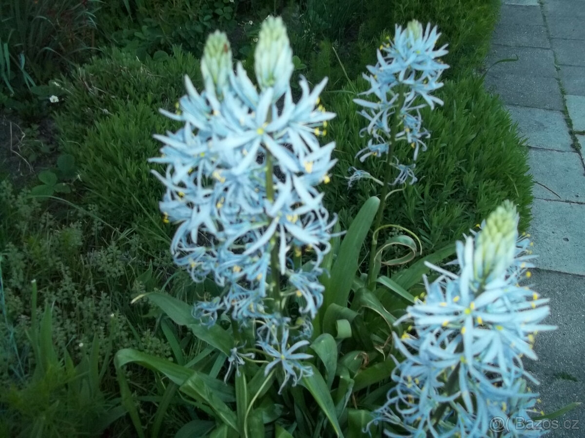 Ladoník cibulovina - 2