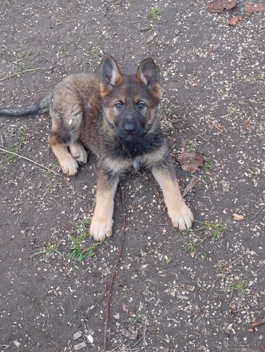 Německý ovčák - 2