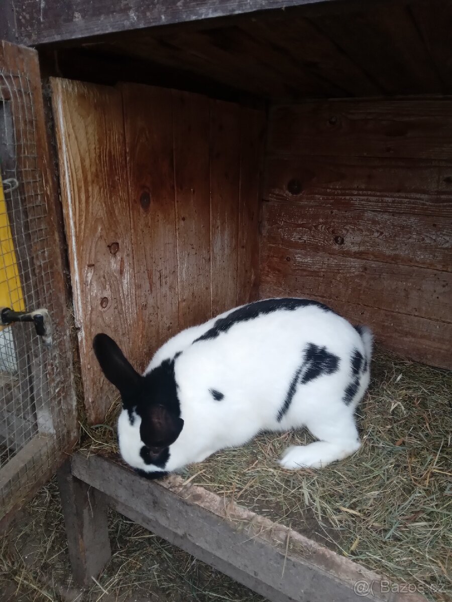 Český strakáč - 2