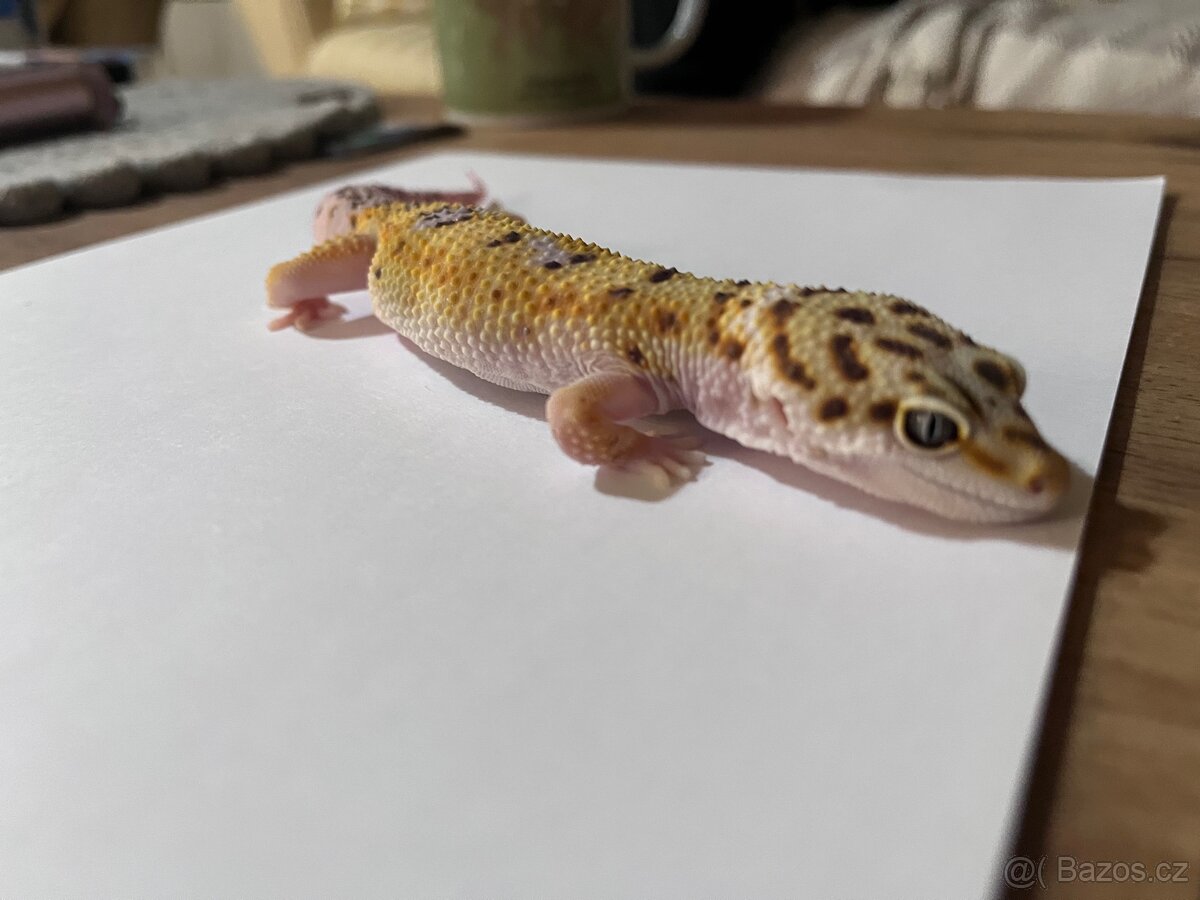 Samec gekončíka nočního - 2