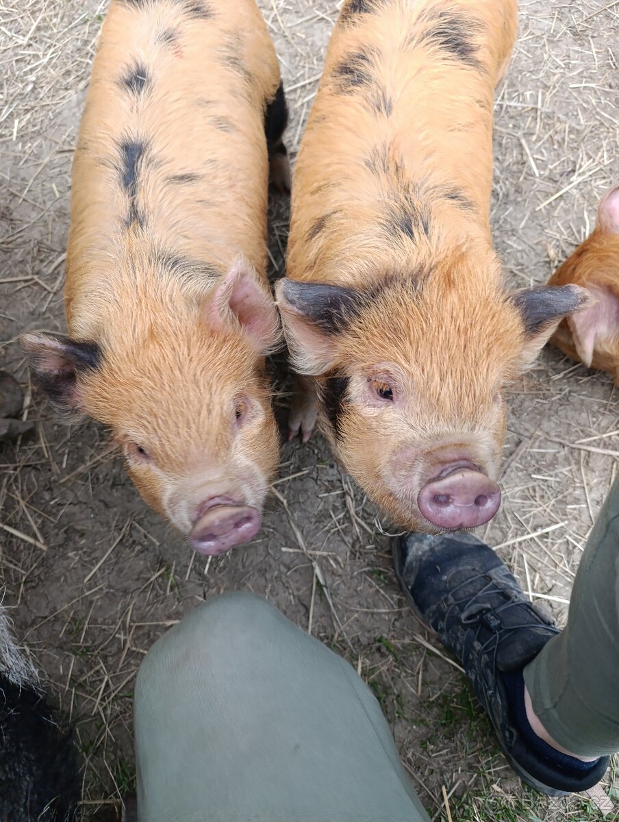 Kune kune - 2