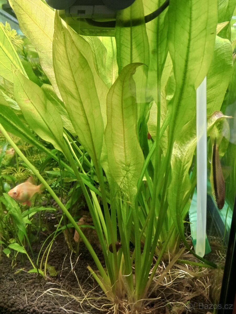 Echinodorus bleherae matečná - 2