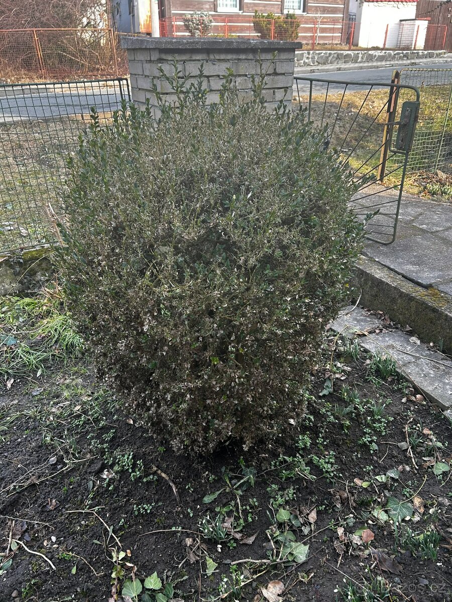 zrostlý Buxus (Krušpánek) – výška 1m - 2