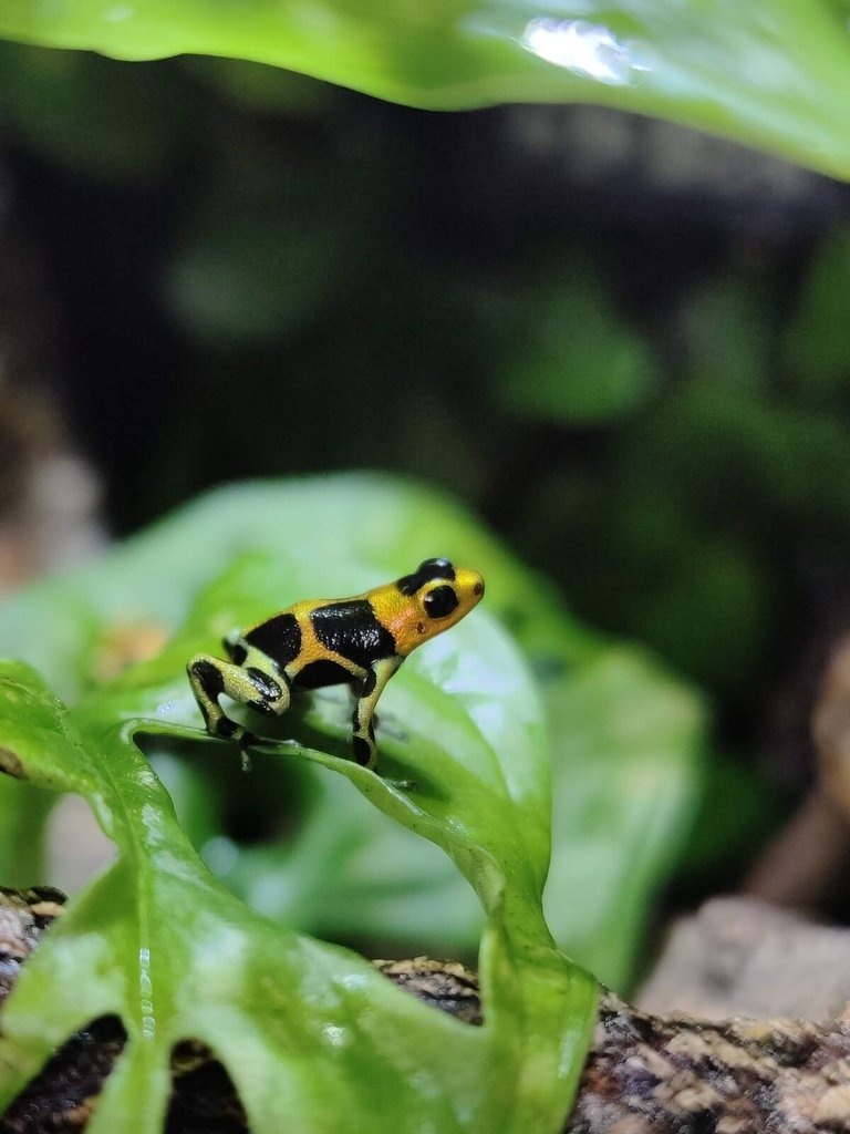 Ranitomeya imitator „Chazuta“ - 2