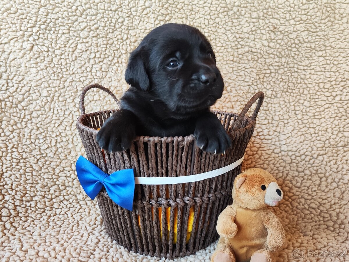 Labradorský retriever - 2