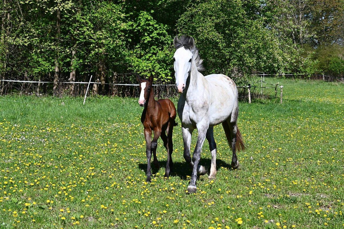 Lusitano chovná klisna - 2