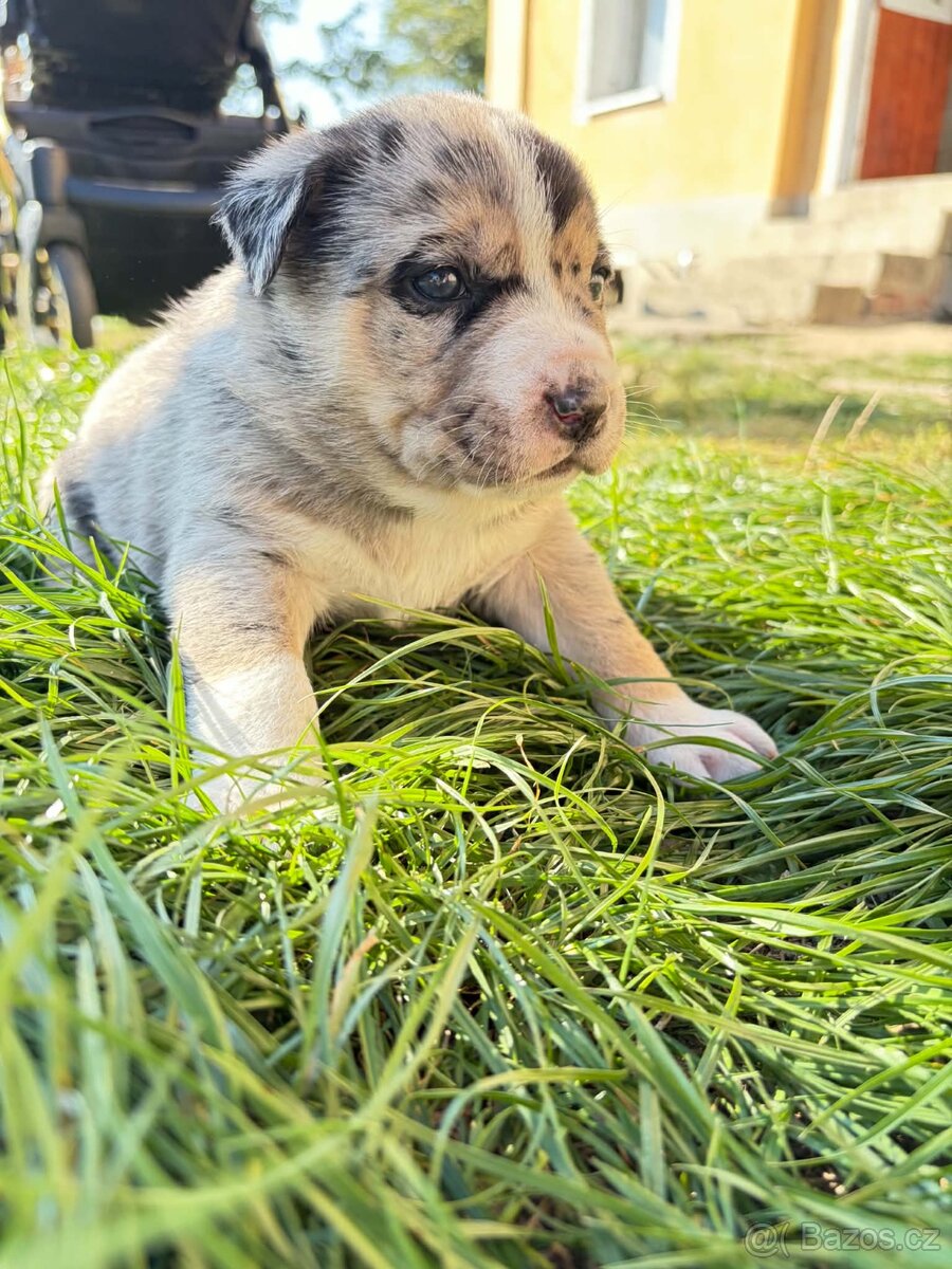 🐾 ŠTĚŇÁTKA AMERICAN BULLY – K ODBĚRU - 2